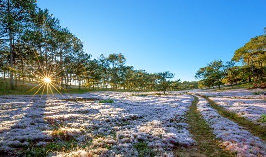 Bất ngờ Đà Lạt đẹp mê hoặc giữa ‘biển sương’, huyền ảo như chốn bồng lai