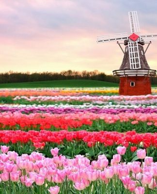 Lạc vào xứ sở hoa tulip Keukenhof