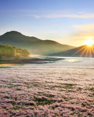 doi-co-hong-suoi-vang