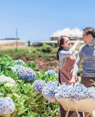 Cẩm nang du lịch vườn hoa cẩm tú cầu ở Đà Lạt chi tiết từ A –Z vuon-hoa-cam-tu-cau-dia-chi
