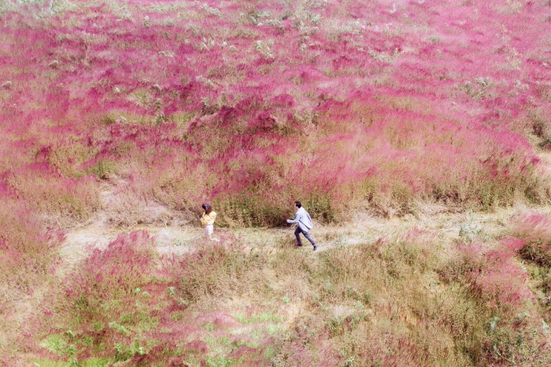 Khung cảnh lãng mạn tại khu vực đồi cỏ hồng
