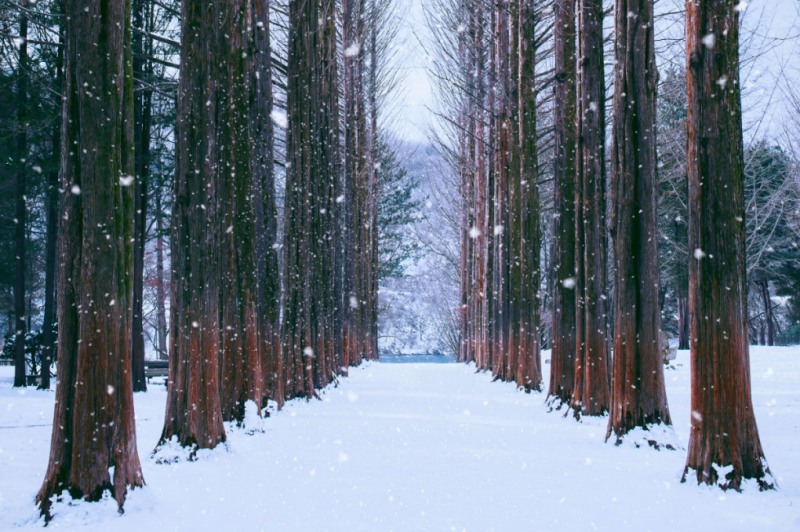 Tuyết giăng trắng xoá trên từng tán lá, bao phủ lên cánh rừng gỗ thông đỏ