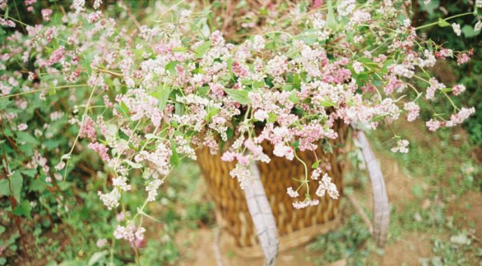 Hé lộ những cánh đồng hoa tam giác mạch đẹp nhất Việt Nam