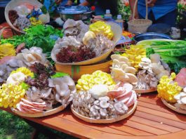 Khám phá ngôi làng nấm Đà Lạt – Ngôi làng cổ tích chìm trong sương mù