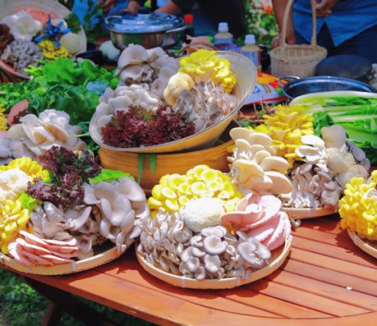 Khám phá ngôi làng nấm Đà Lạt – Ngôi làng cổ tích chìm trong sương mù