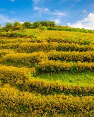 Thưởng ngoạn vẻ đẹp 'ruộng bậc thang' hoa dã quỳ nhuộm vàng núi lửa R'Chai