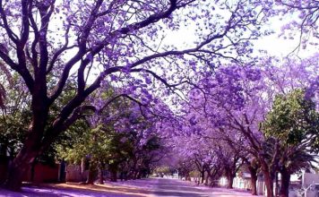 Du lịch Đà Lạt mùa xuân: Đắm chìm trước vẻ đẹp tuyệt hảo