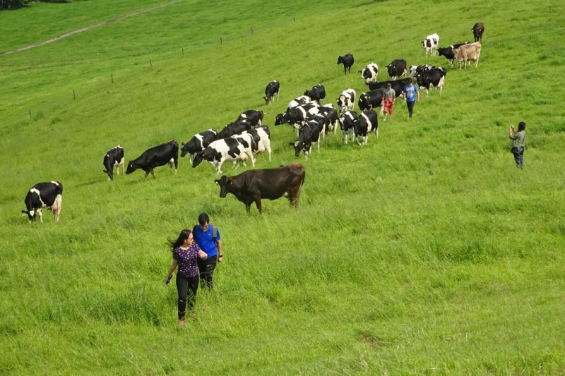 Thịt bò và sữa bò là hai trong số nhiều nông sản nổi tiếng của Hokkaido. Ảnh: Slow Travel Hokkaido