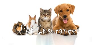 Tìm hiểu về Bảo hiểm PetroVietnam cho thú cưng của bạn