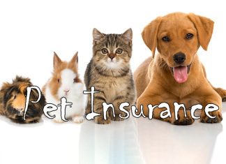 Tìm hiểu về Bảo hiểm PetroVietnam cho thú cưng của bạn