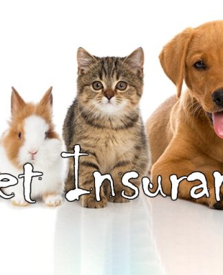 Tìm hiểu về Bảo hiểm PetroVietnam cho thú cưng của bạn