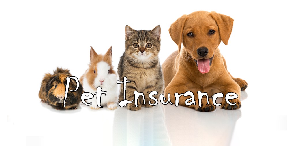 Tìm hiểu về Bảo hiểm PetroVietnam cho thú cưng của bạn