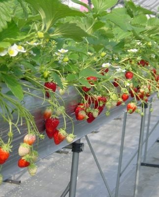 Mách bạn 10 vườn dâu Đà Lạt siêu xinh được nhiều du khách săn lùng