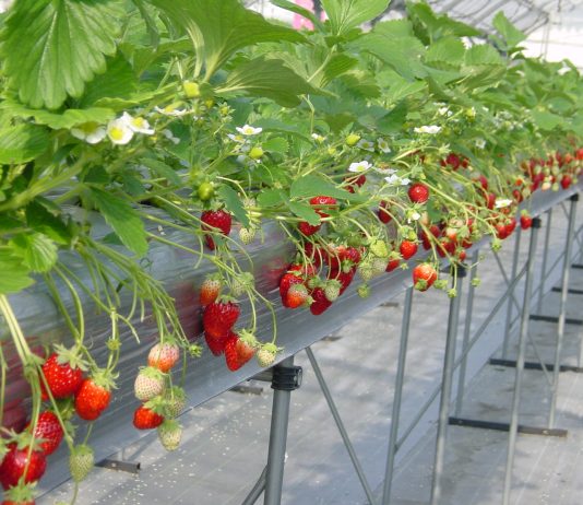 7 vườn dâu Đà Lạt check-in cực đẹp không thể bỏ qua